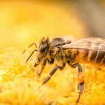 Environment friendly bee control methods