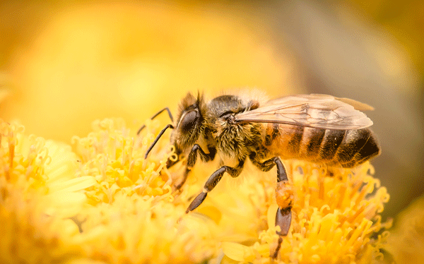 Environment friendly bee control methods