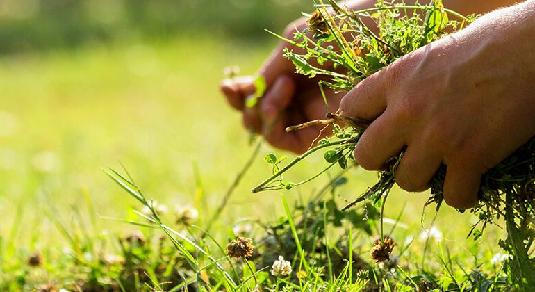 Natural Weed Control Without Chemicals