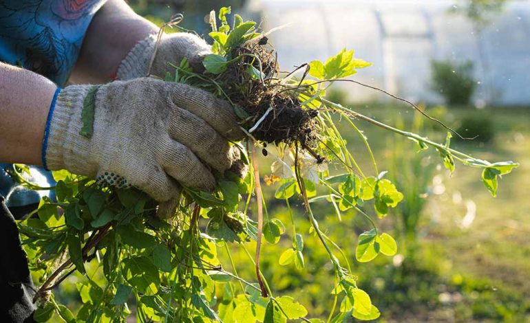 Keeping Weeds at Bay: A Guide to Controlling Weeds in Landscape Beds