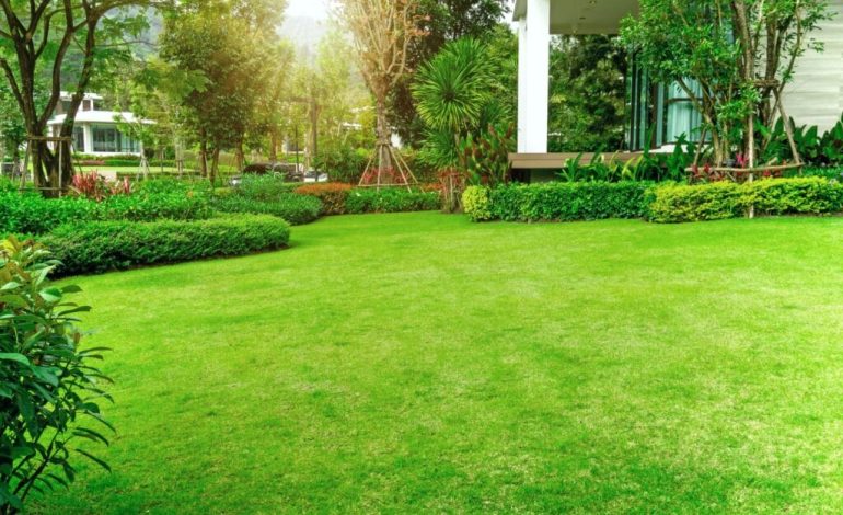 beautiful lawn